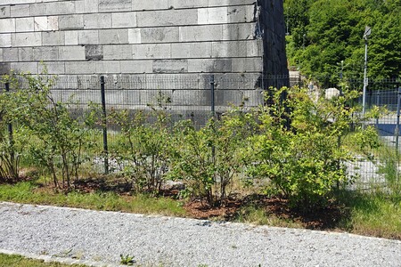 Grmčki borovnic v Spominskem parku Borovniškega viadukta 2
